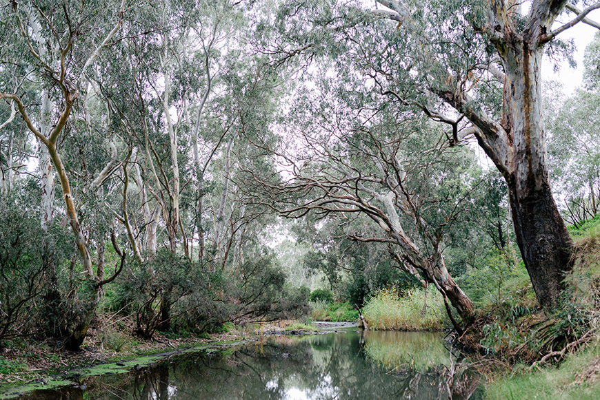 River with overhanging gum trees